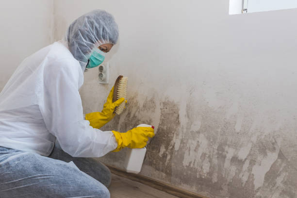 Office Mold Removal Services in Powers Lake, WI