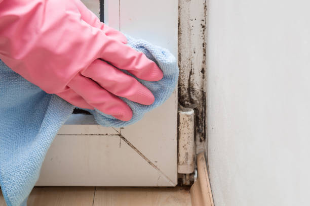 Best Crawl Space Mold Removal  in Powers Lake, WI