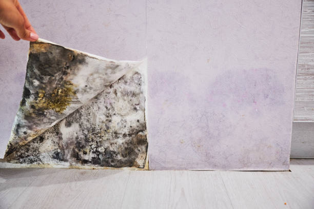 Best Residential Mold Removal  in Powers Lake, WI